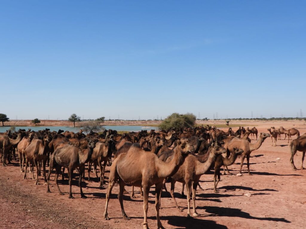 Camel conservationist Sumer Singh Savta in Jaisalmer desert with camels, raising concern on declining camel population